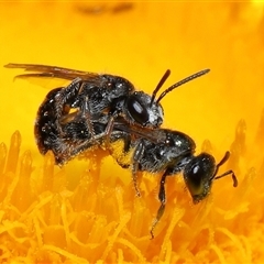 Lasioglossum (Homalictus) sphecodoides (Furrow Bee) at Acton, ACT - 21 Nov 2024 by TimL