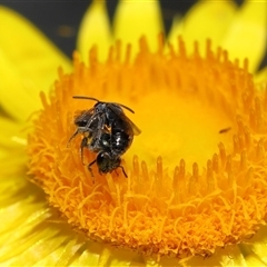 Lasioglossum (Homalictus) sphecodoides at Acton, ACT - 21 Nov 2024 10:55 AM