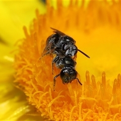 Lasioglossum (Homalictus) sphecodoides at Acton, ACT - 21 Nov 2024 10:55 AM