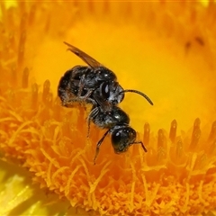 Lasioglossum (Homalictus) sphecodoides at Acton, ACT - 21 Nov 2024 10:55 AM