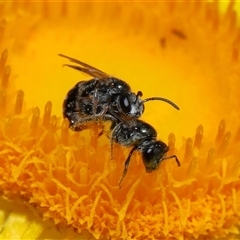 Lasioglossum (Homalictus) sphecodoides at Acton, ACT - 21 Nov 2024 10:55 AM