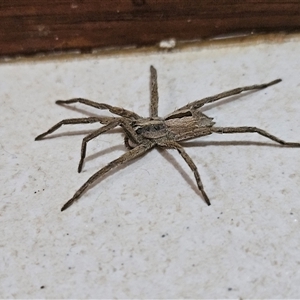 Argoctenus sp. (genus) (Wandering ghost spider) at Hawker, ACT by sangio7