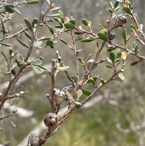 Leptospermum myrtifolium at Tinderry, NSW - 20 Nov 2024 01:23 PM