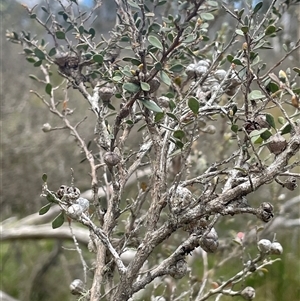 Leptospermum myrtifolium at Tinderry, NSW - 20 Nov 2024 01:23 PM