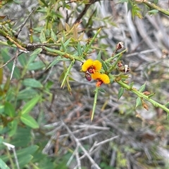 Daviesia ulicifolia subsp. ruscifolia (Broad-leaved Gorse Bitter Pea) at Tinderry, NSW - 20 Nov 2024 by JaneR