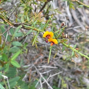 Daviesia ulicifolia subsp. ruscifolia at Tinderry, NSW - 20 Nov 2024