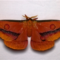 Austrocaligula loranthi (Mistletoe Emperor Moth) at Bulli, NSW - 21 Nov 2024 by jb2602