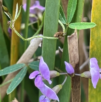 Glycine clandestina (Twining Glycine) at Tinderry, NSW - 20 Nov 2024 by JaneR