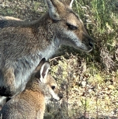 Notamacropus rufogriseus (Red-necked Wallaby) at Bungendore, NSW - 21 Nov 2024 by yellowboxwoodland