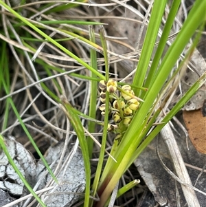 Lomandra filiformis subsp. filiformis at Tinderry, NSW - 20 Nov 2024