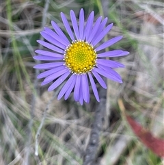 Brachyscome spathulata (Coarse Daisy, Spoon-leaved Daisy) at Tinderry, NSW - 20 Nov 2024 by JaneR