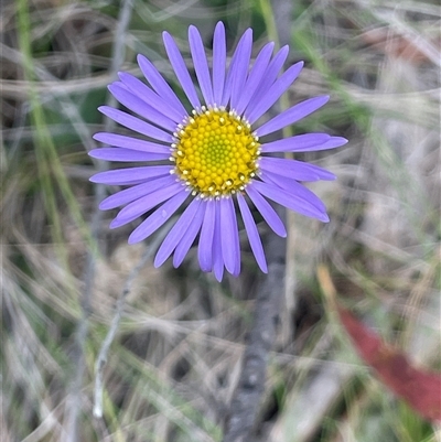 Brachyscome spathulata (Coarse Daisy, Spoon-leaved Daisy) at Tinderry, NSW - 20 Nov 2024 by JaneR