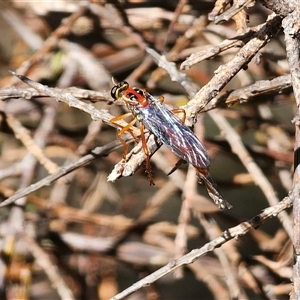 Humerolethalis sergius (Robber fly) at Jingera, NSW by Csteele4