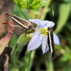 Scythris diatoma (A Gelechioid moth) at Jingera, NSW - 19 Nov 2024 by Csteele4