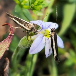 Scythris diatoma at Jingera, NSW - 19 Nov 2024