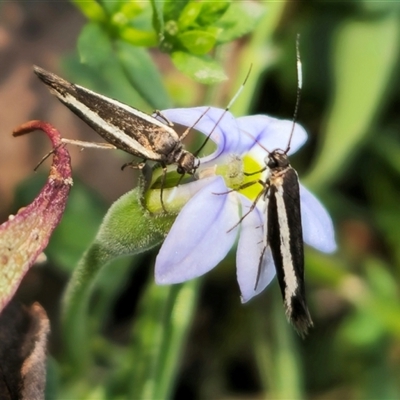 Scythris diatoma (A Gelechioid moth) at Jingera, NSW - 19 Nov 2024 by Csteele4