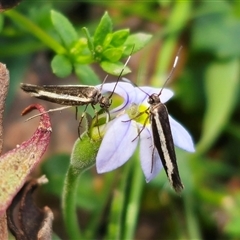 Scythris diatoma at Jingera, NSW - 19 Nov 2024