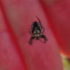 Plebs eburnus (Eastern bush orb-weaver) at Jingera, NSW - 19 Nov 2024 by Csteele4