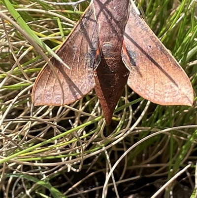 Hippotion scrofa (Coprosma Hawk Moth) at Tinderry, NSW - 20 Nov 2024 by JaneR