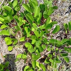 Canavalia rosea (Coastal Jack Bean) at Windang, NSW - 20 Nov 2024 by plants