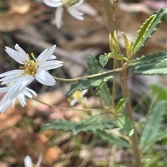 Olearia erubescens (Silky Daisybush) at Tinderry, NSW - 20 Nov 2024 by JaneR