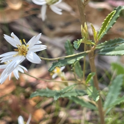 Olearia erubescens (Silky Daisybush) at Tinderry, NSW - 20 Nov 2024 by JaneR