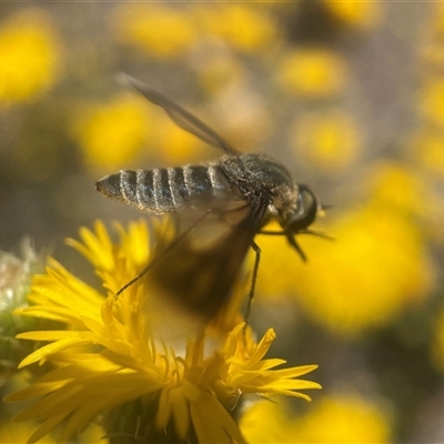 Aleucosia sp. (genus) (Bee Fly) at Yarralumla, ACT - 21 Nov 2024 by PeterA