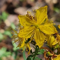 Hypericum perforatum (St John's Wort) at Goulburn, NSW - 22 Nov 2024 by trevorpreston