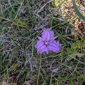 Thysanotus tuberosus subsp. tuberosus at Jacka, ACT - 22 Nov 2024 09:05 AM