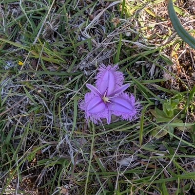 Thysanotus tuberosus subsp. tuberosus (Common Fringe-lily) at Jacka, ACT - 21 Nov 2024 by Wildlifewarrior80