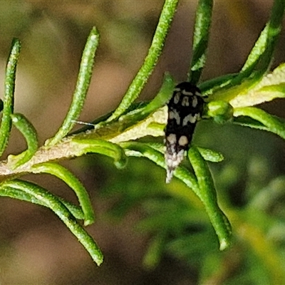 Mordella sydneyana (Pintail Beetle) at Goulburn, NSW - 21 Nov 2024 by trevorpreston