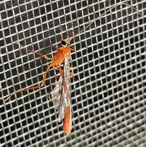 Dicamptus fuscicornis at Hawker, ACT - 22 Nov 2024