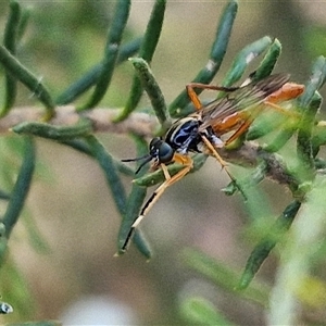 Evansomyia sp. (genus) at Goulburn, NSW - 22 Nov 2024 07:50 AM