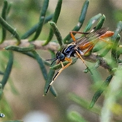 Evansomyia sp. (genus) (Stiletto fly) at Goulburn, NSW - 21 Nov 2024 by trevorpreston