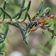 Evansomyia sp. (genus) at Goulburn, NSW - 22 Nov 2024 07:50 AM