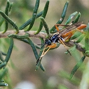 Evansomyia sp. (genus) at Goulburn, NSW - 22 Nov 2024 07:50 AM