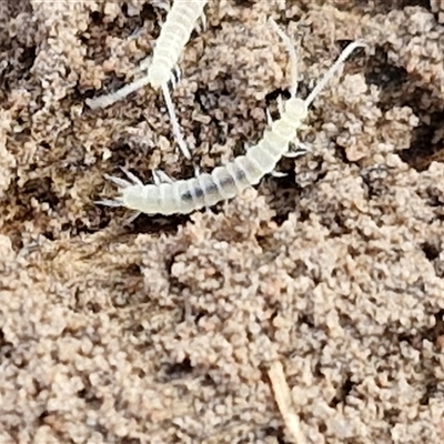 Symphyla (class) (Symphylan or garden centipede) at Goulburn, NSW - 21 Nov 2024 by trevorpreston