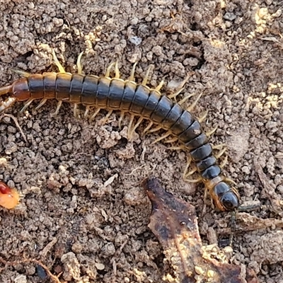 Cormocephalus sp.(genus) (Scolopendrid Centipede) at Goulburn, NSW - 21 Nov 2024 by trevorpreston