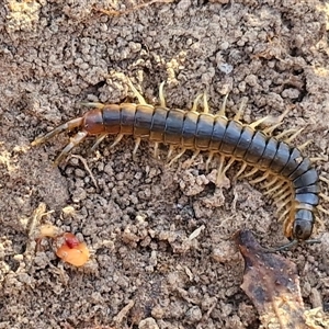 Cormocephalus sp.(genus) at Goulburn, NSW - 22 Nov 2024 07:46 AM