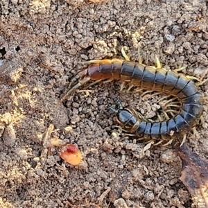 Cormocephalus sp.(genus) at Goulburn, NSW - 22 Nov 2024 07:46 AM