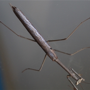 Archimantis latistyla at Higgins, ACT - 4 Dec 2021 10:45 AM