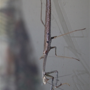 Archimantis latistyla at Higgins, ACT - 4 Dec 2021 10:45 AM