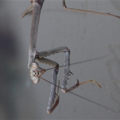 Archimantis latistyla at Higgins, ACT - 4 Dec 2021 10:45 AM