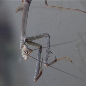 Archimantis latistyla at Higgins, ACT - 4 Dec 2021 10:45 AM