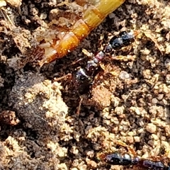 Amblyopone sp. (genus) (Slow ant) at Goulburn, NSW - 21 Nov 2024 by trevorpreston