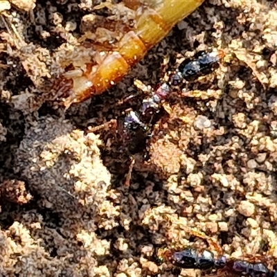 Amblyopone sp. (genus) (Slow ant) at Goulburn, NSW - 21 Nov 2024 by trevorpreston