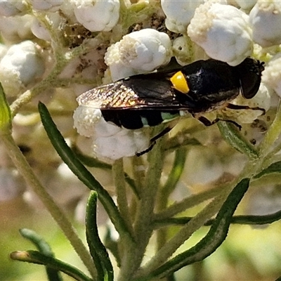 Odontomyia hunteri (Soldier fly) at Goulburn, NSW - 22 Nov 2024 by trevorpreston