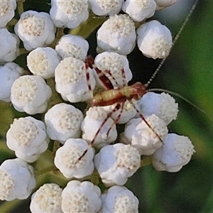 Caedicia simplex at Goulburn, NSW - 22 Nov 2024 07:43 AM