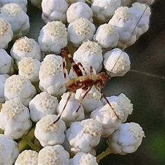 Caedicia simplex at Goulburn, NSW - 22 Nov 2024 07:43 AM