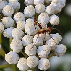 Caedicia simplex at Goulburn, NSW - 22 Nov 2024 07:43 AM